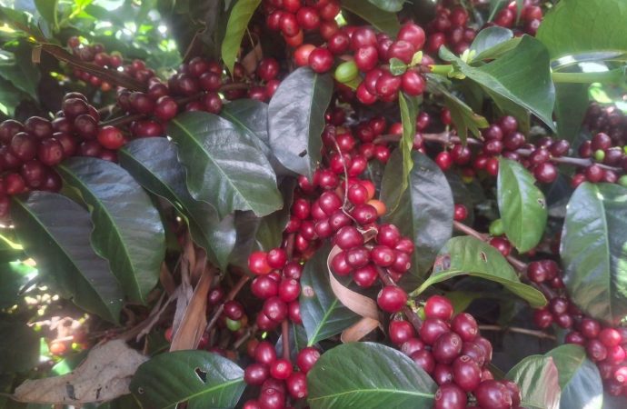 Huila, cuna de los cafés de especialidad