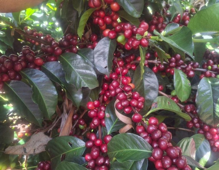 Huila, cuna de los cafés de especialidad