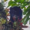 Cambio climático, eje del XI Festival Nacional de Oso y Danta