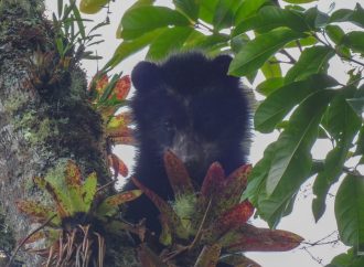 Cambio climático, eje del XI Festival Nacional de Oso y Danta