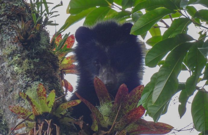 Cambio climático, eje del XI Festival Nacional de Oso y Danta