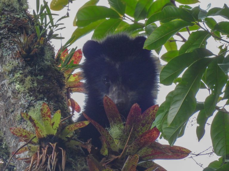 Cambio climático, eje del XI Festival Nacional de Oso y Danta