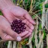 Huila, en el ranking de los mayores productores de frijol