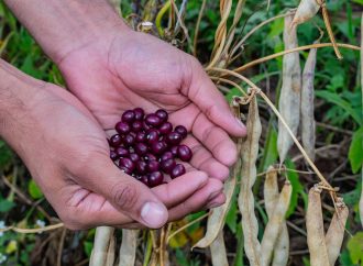 Huila, en el ranking de los mayores productores de frijol