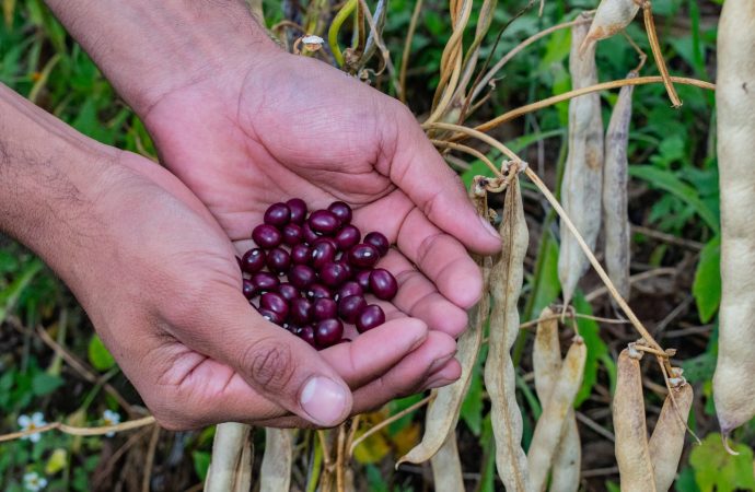 Huila, en el ranking de los mayores productores de frijol