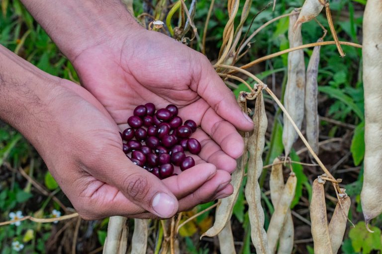 Huila, en el ranking de los mayores productores de frijol