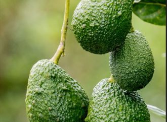 Aguacate Hass de Santa María rumbo a la exportación