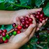 Cafetales: Biodiversidad y Territorio en La Plata