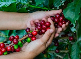 Cafetales: Biodiversidad y Territorio en La Plata