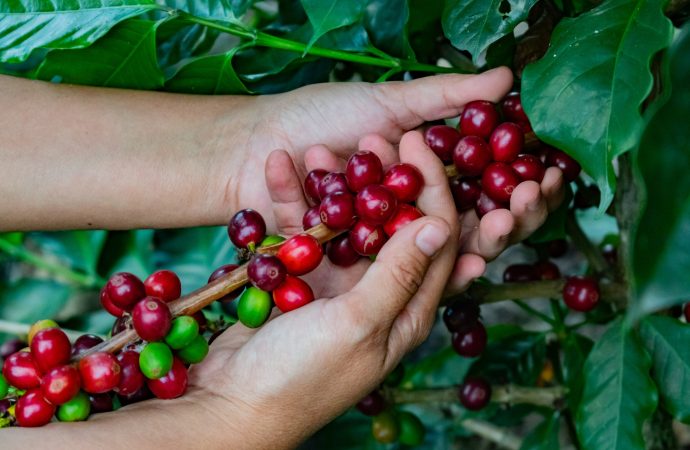 Cafetales: Biodiversidad y Territorio en La Plata