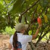 Despega Ruta del Cacao en Rivera