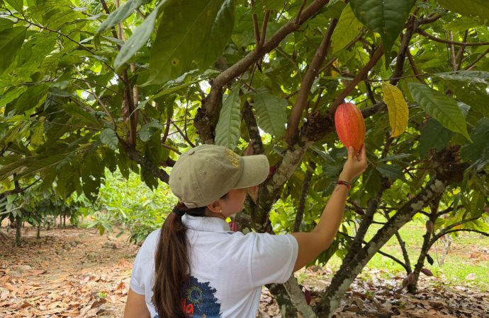 Despega Ruta del Cacao en Rivera