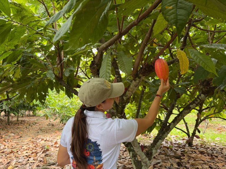 Despega Ruta del Cacao en Rivera