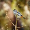 October Big Day fortaleció monitoreo de la biodiversidad en Huila