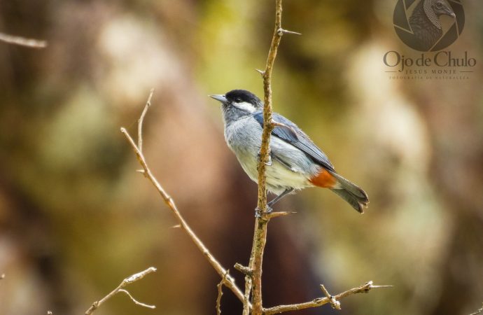 October Big Day fortaleció monitoreo de la biodiversidad en Huila