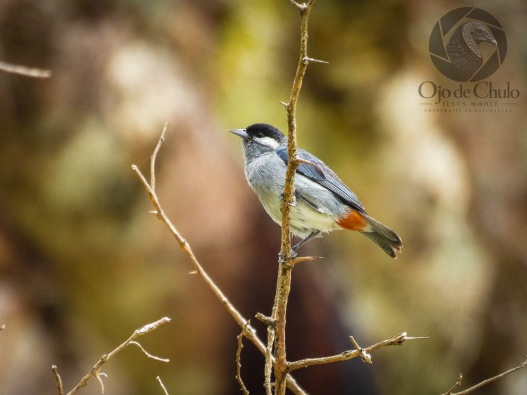 October Big Day fortaleció monitoreo de la biodiversidad en Huila