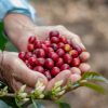 Caficultores del Huila urgen relevo en Comité de Cafeteros