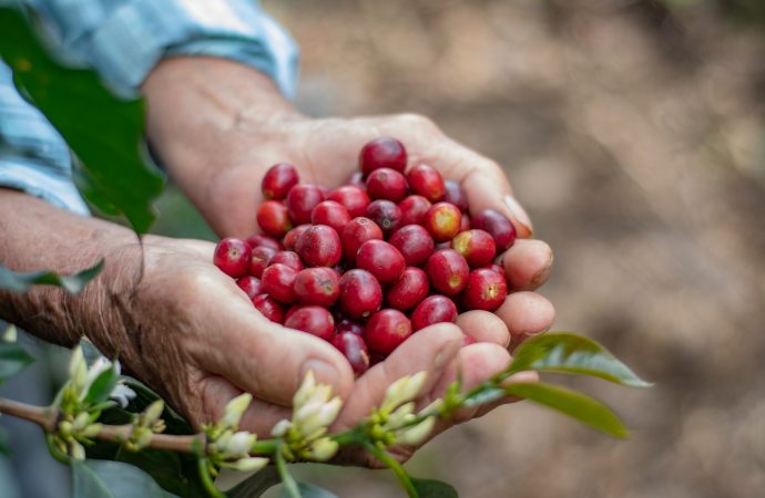 Caficultores del Huila urgen relevo en Comité de Cafeteros