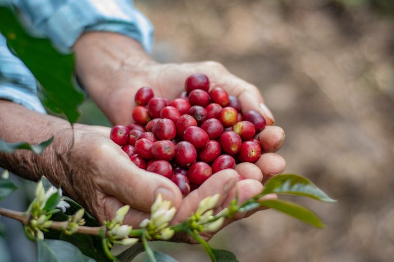 Caficultores del Huila urgen relevo en Comité de Cafeteros